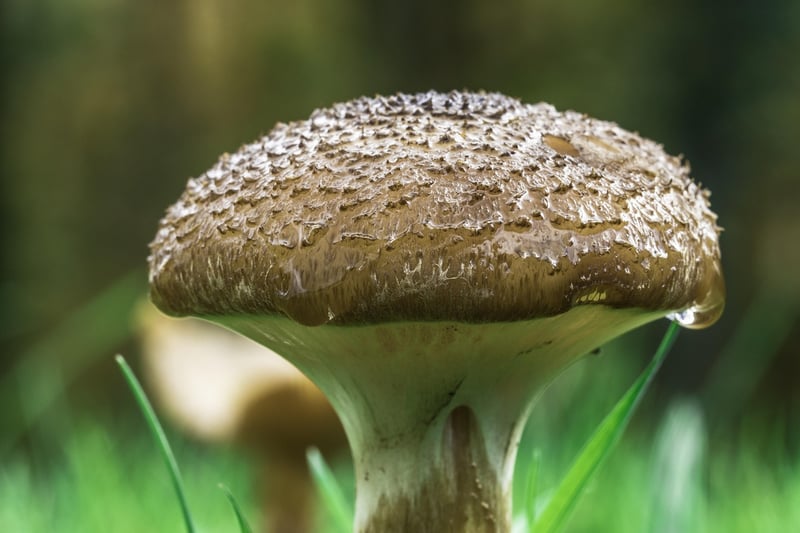 Organic Delicacies