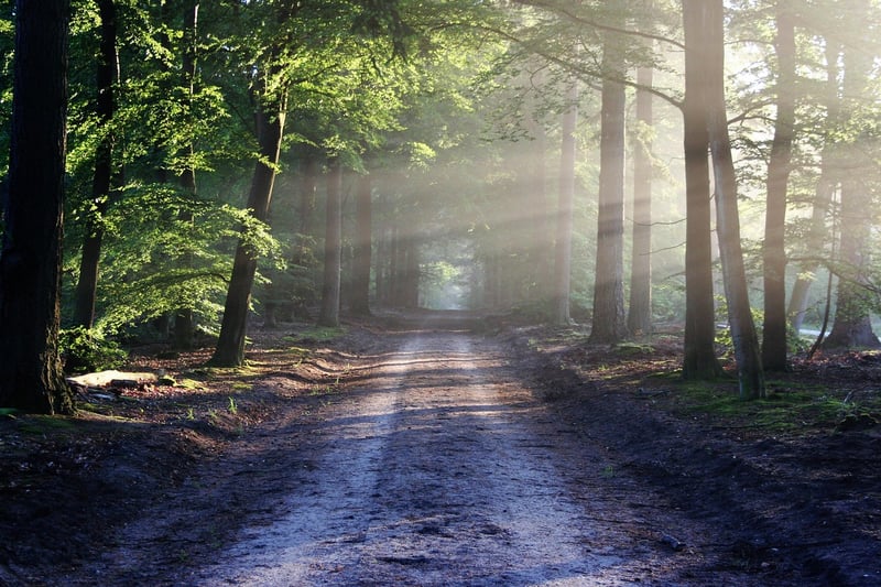 Woodland Wedding Image