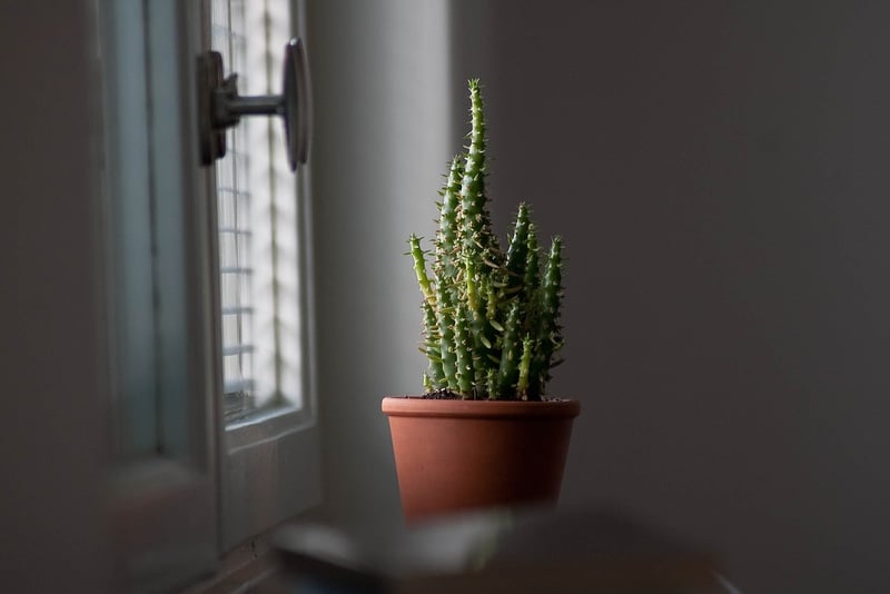 Earthy Color Palette